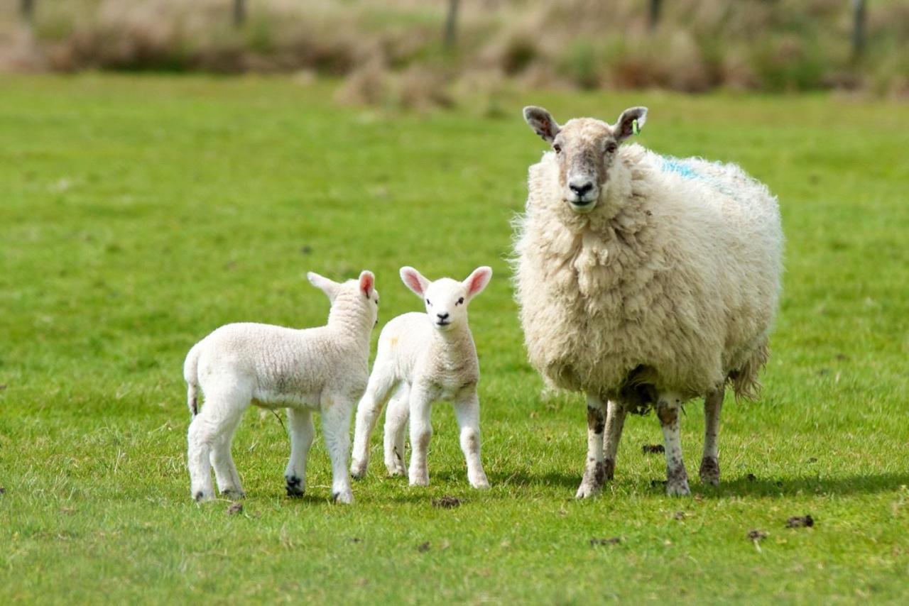 Willow House Bed & Breakfast And Orchard Studios Self Catering Limavady Exteriör bild